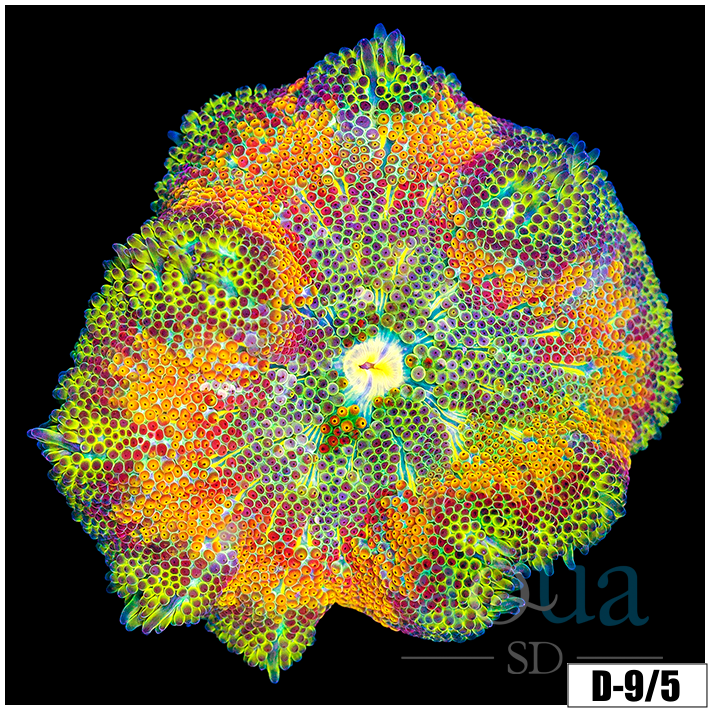 Corals - Anemones - Aqua SD